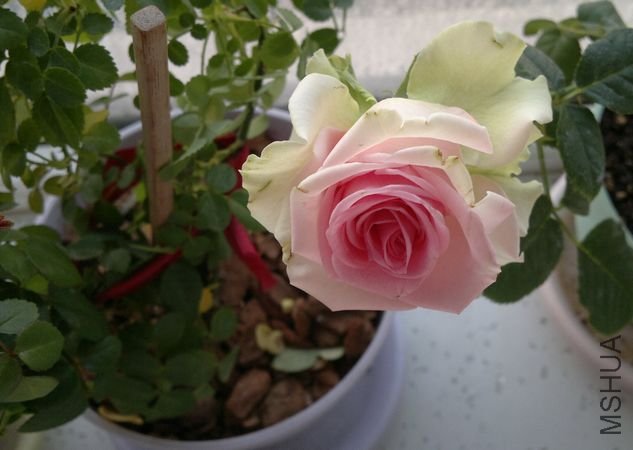 2012-04-02-011.jpg