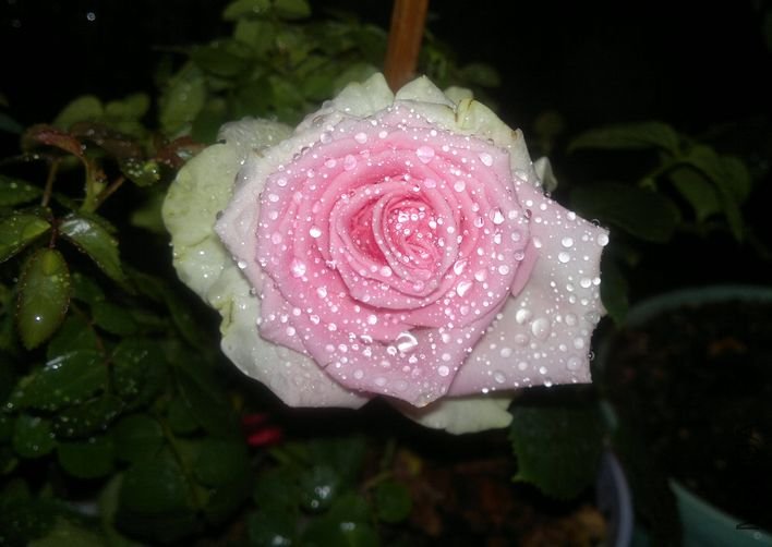 2012-04-04-014.jpg