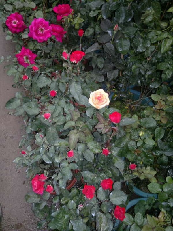 ��Ƭ 004.jpg