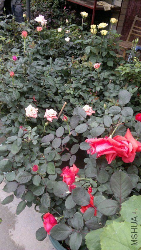 ��Ƭ 010.jpg
