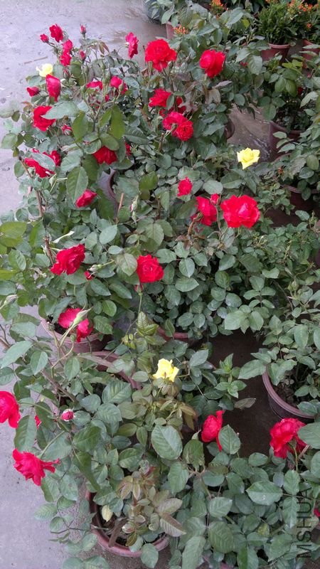 ��Ƭ 009.jpg