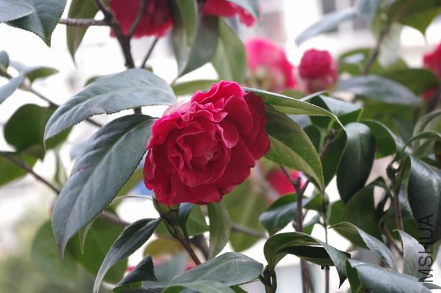 ������С IMGP0399.JPG