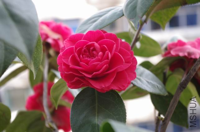 ������С IMGP0407.JPG