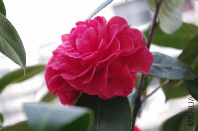 ������С IMGP0421.JPG