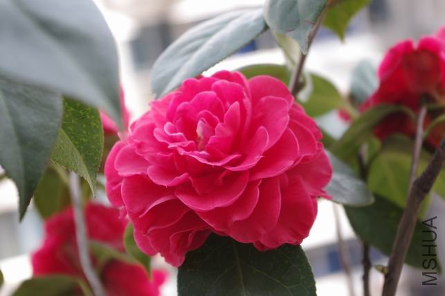 ������С IMGP0422.JPG