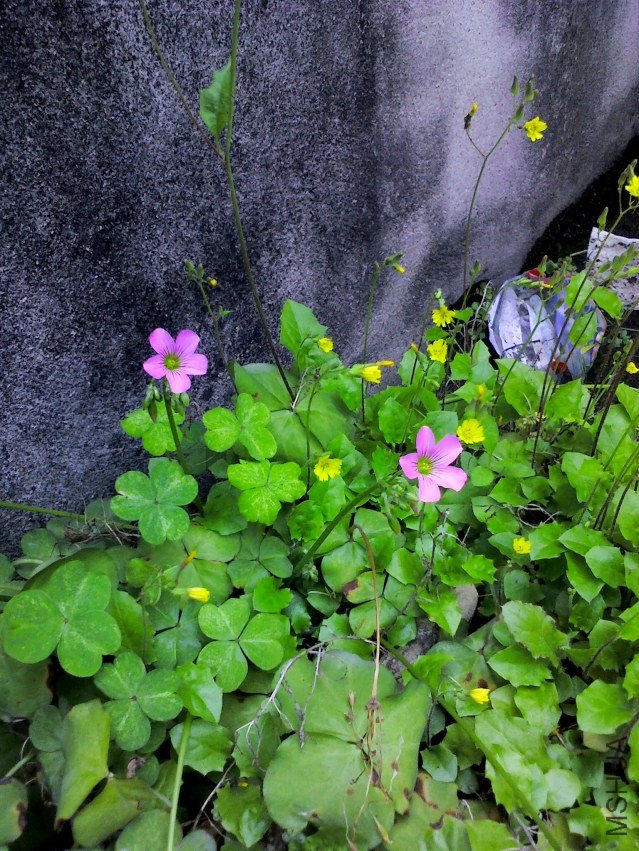 YP20120407131433.jpg