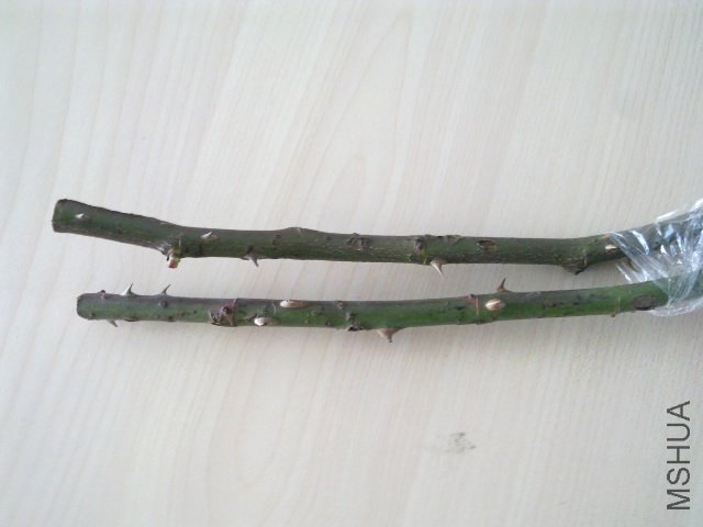20120407241.jpg