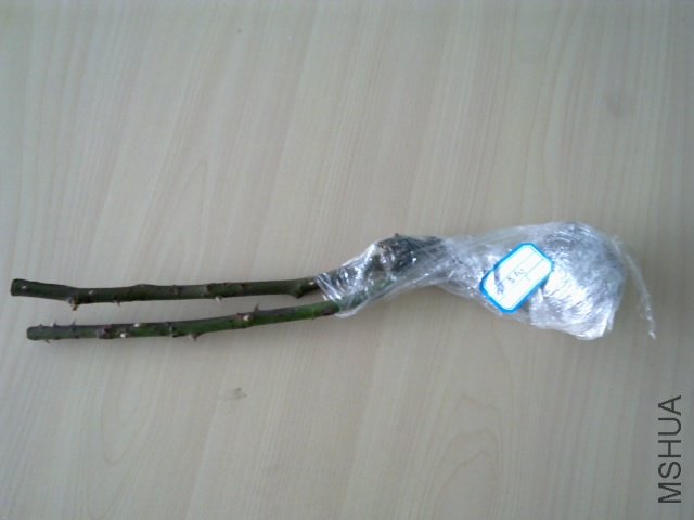 20120407240.jpg