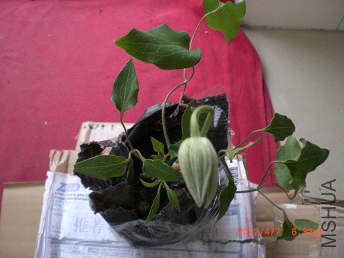 CIMG2191_����.jpg