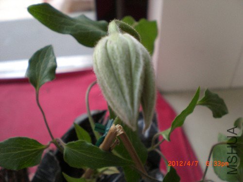 CIMG2193_����.jpg
