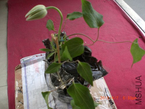 CIMG2194_����.jpg