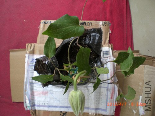 CIMG2195_����.jpg