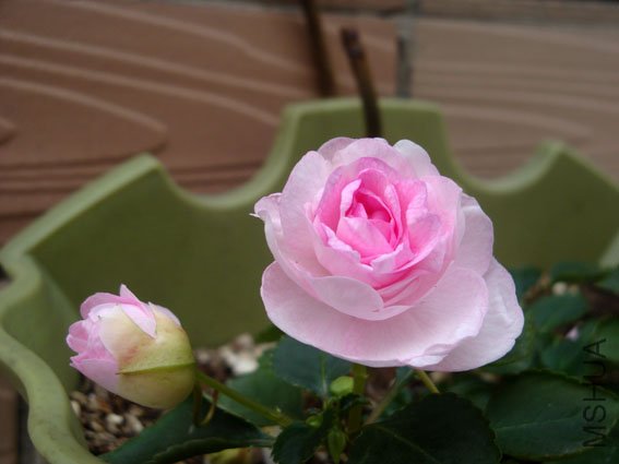 DSC03282.jpg