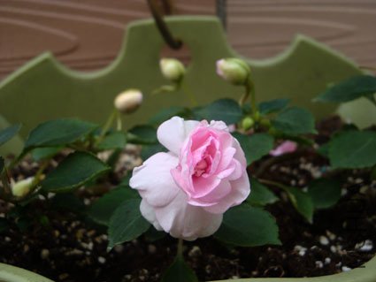 DSC03283.jpg