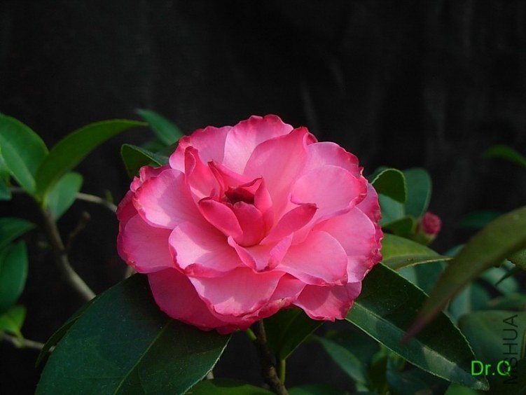 0407-2.JPG