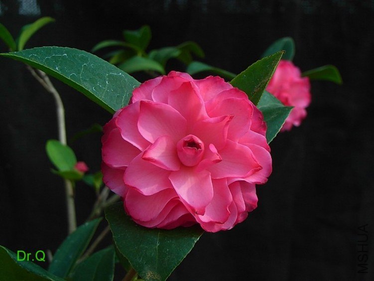 0407-5.JPG