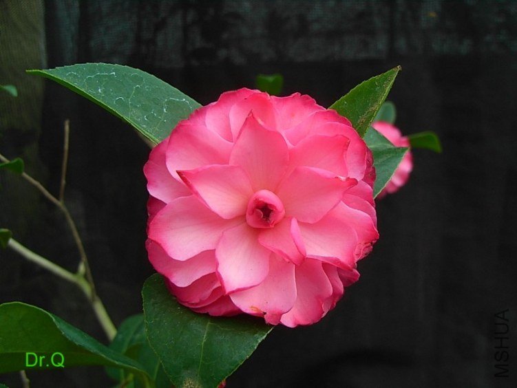 0407-7.JPG