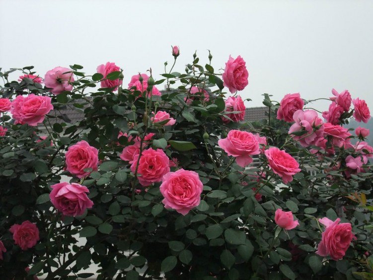 DSCF4257.JPG
