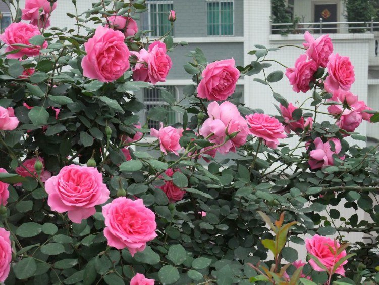 DSCF4259.JPG