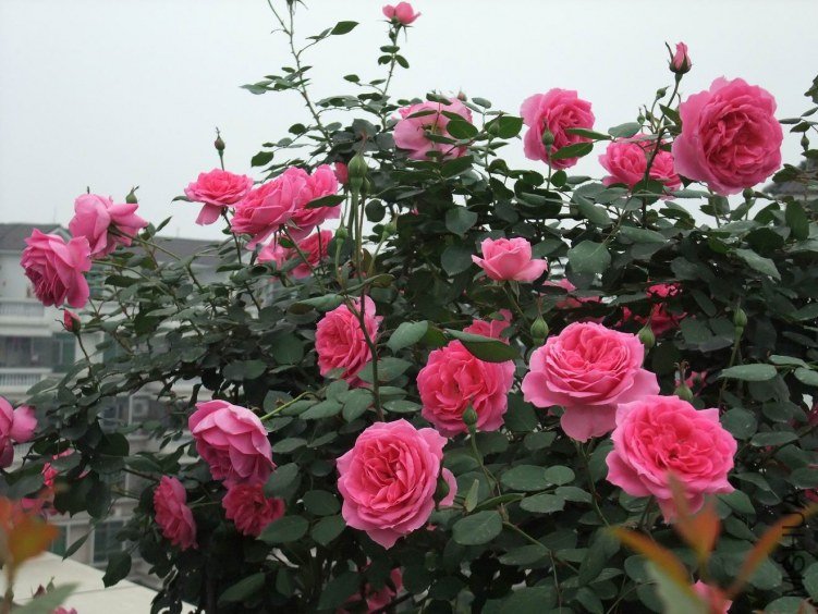 DSCF4262.JPG