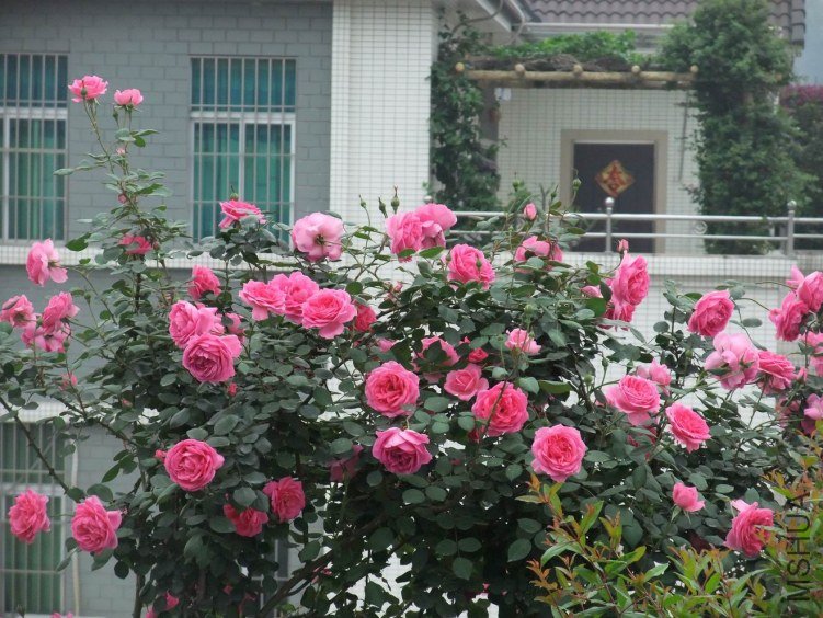 DSCF4286.JPG