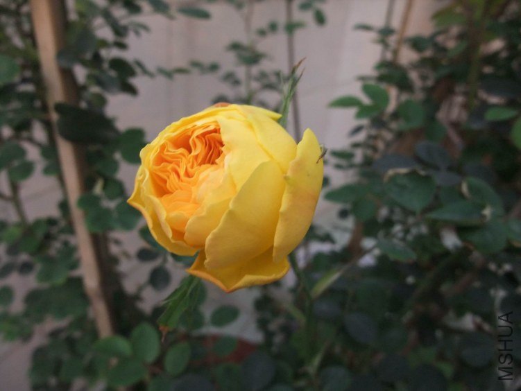 DSCF4121.JPG