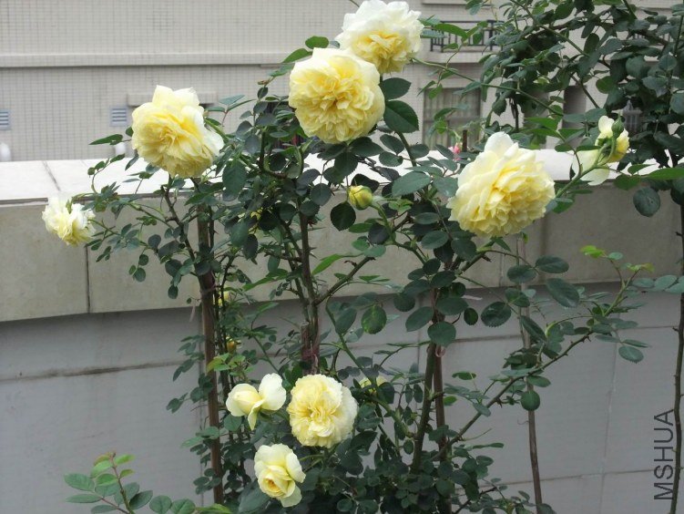 DSCF4352.JPG
