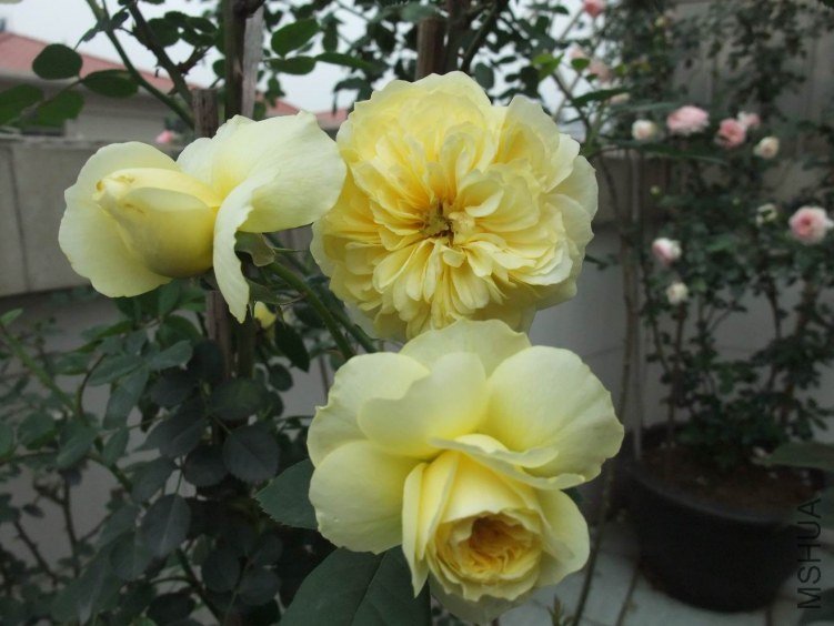 DSCF4360.JPG