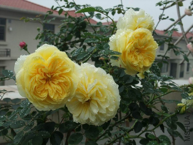DSCF4334.JPG