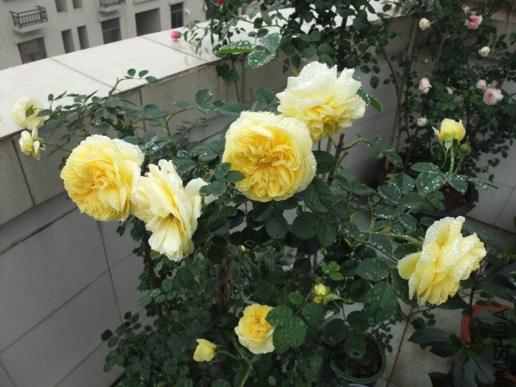 DSCF4339.JPG