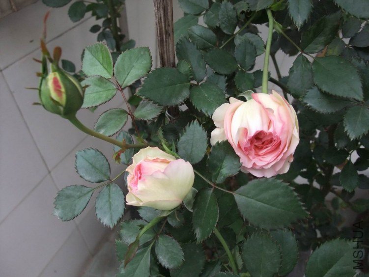 DSCF4294.JPG