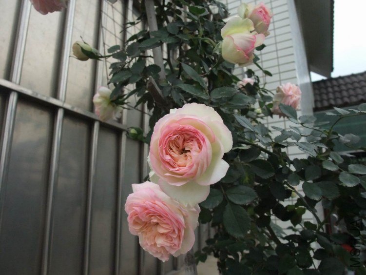 DSCF4298.JPG