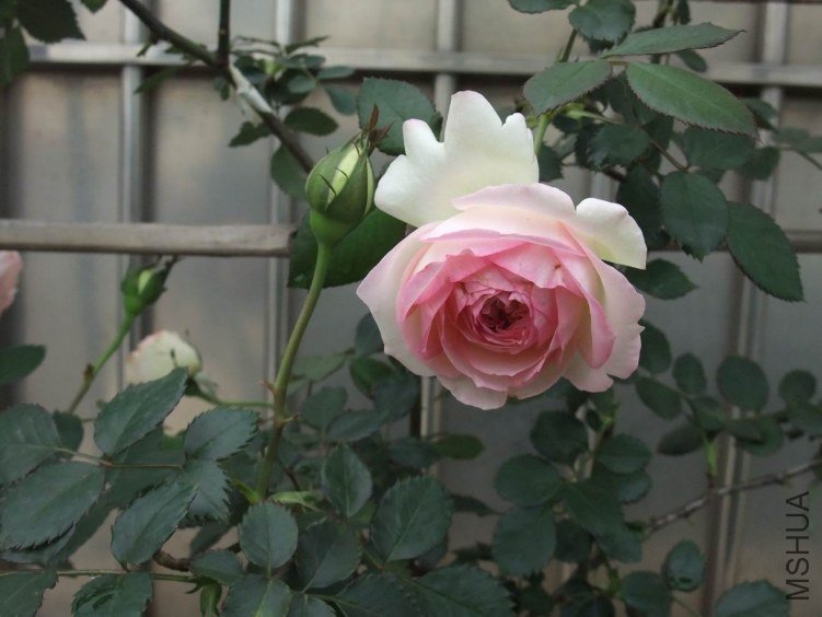 DSCF4356.JPG