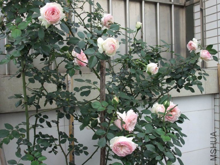 DSCF4368.JPG