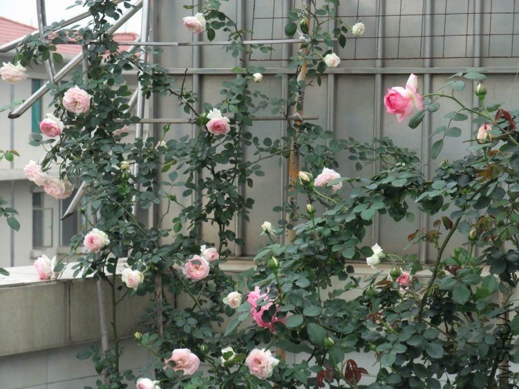 DSCF4411.JPG