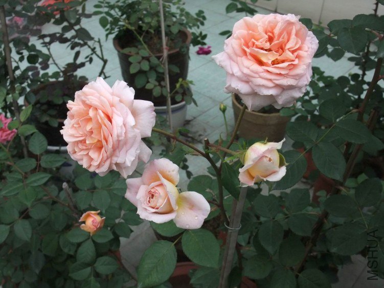 DSCF4346.JPG