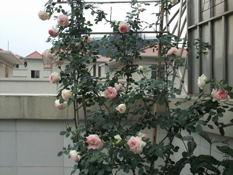 DSCF4403.JPG