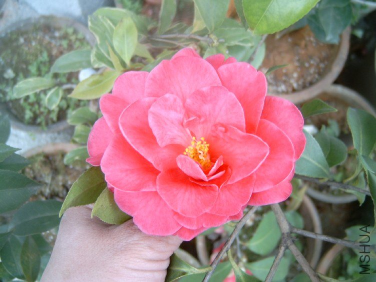 S4100003.JPG