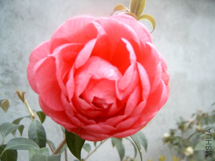S4100004.JPG