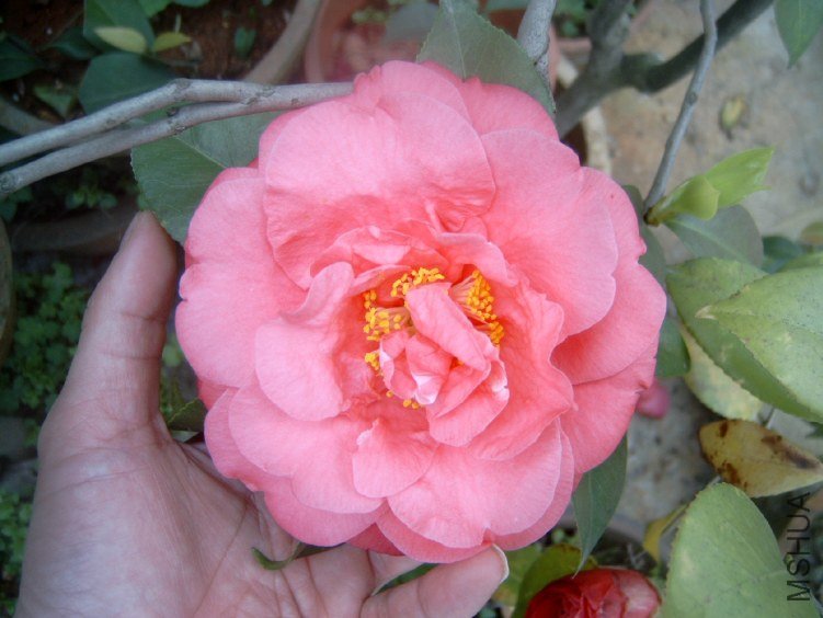 S4100005.JPG