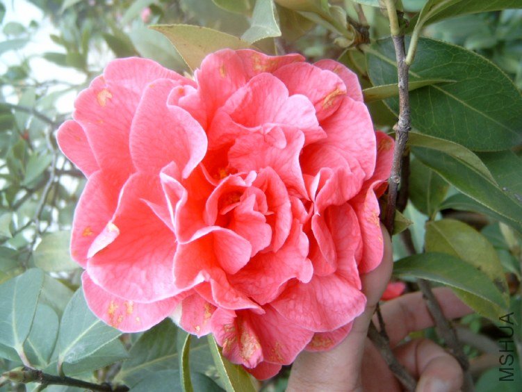 S4100006.JPG