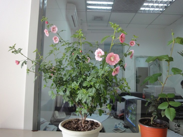 DSC00528.JPG