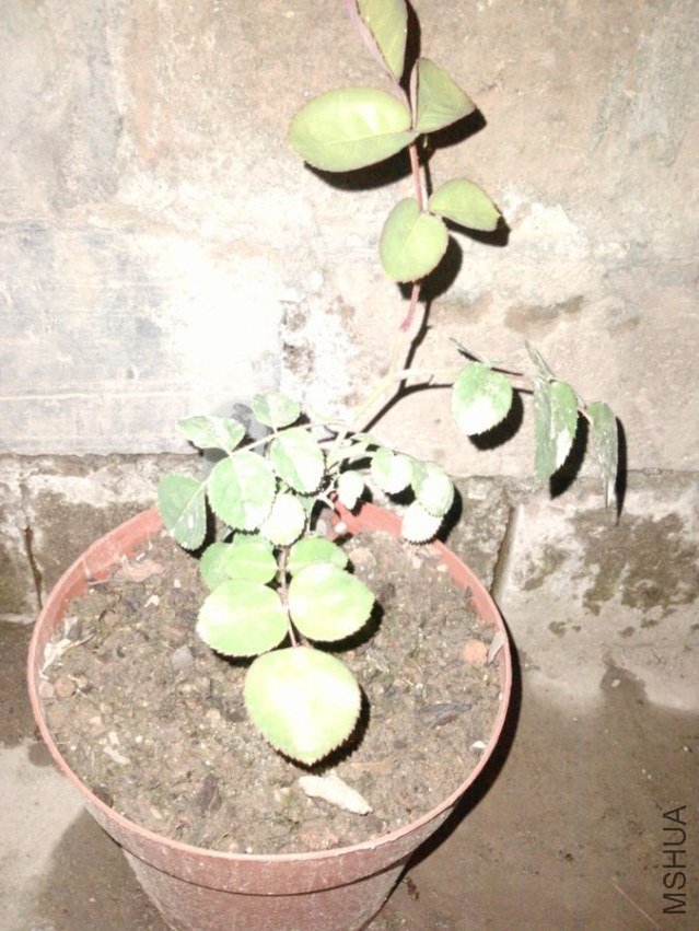 P2018_07-04-12.jpg