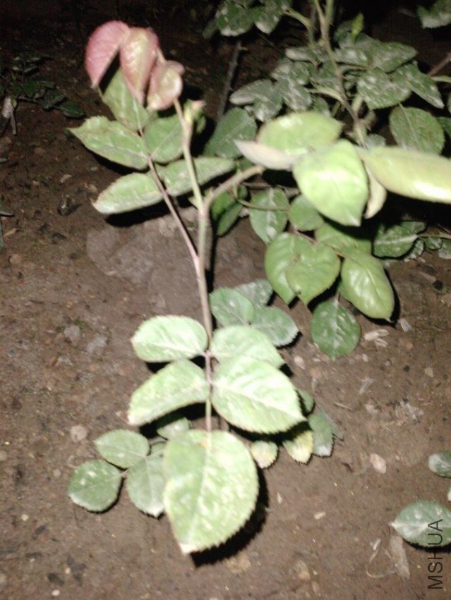 P2019_07-04-12.jpg