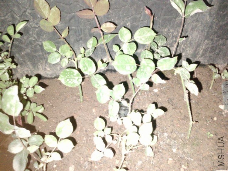 P2020[02]_07-04-12.jpg