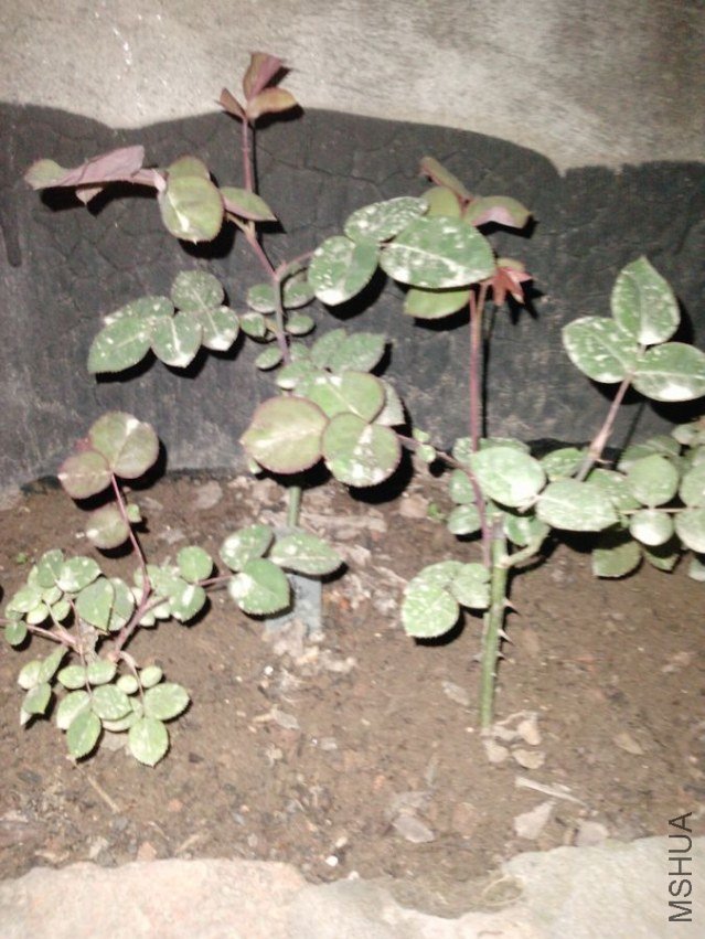 P2021_07-04-12.jpg