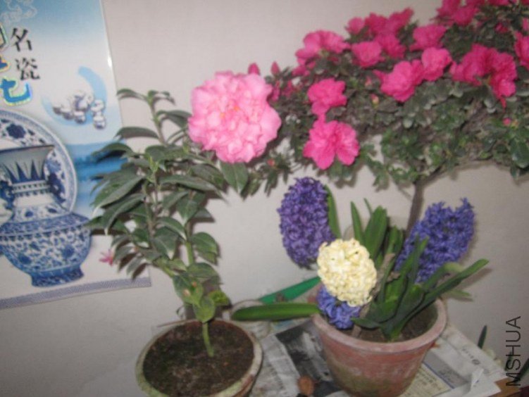 IMG_2833.jpg