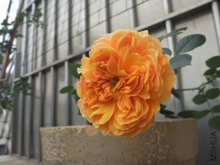 DSCF4046.JPG
