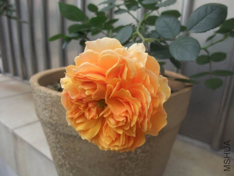 DSCF4047.JPG