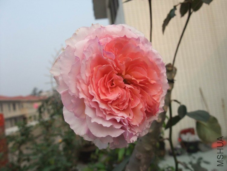 DSCF4124.JPG